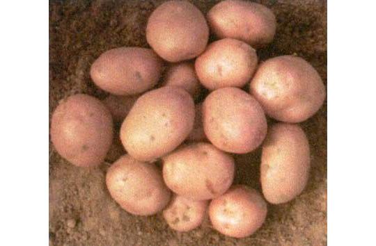 Фото 4 Продовольственный картофель на вес, г.Гатчина 2018